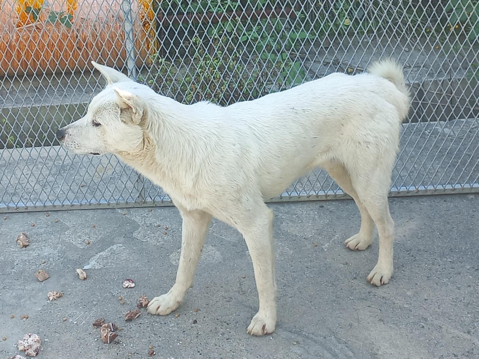 보호중 믹스견의 가…