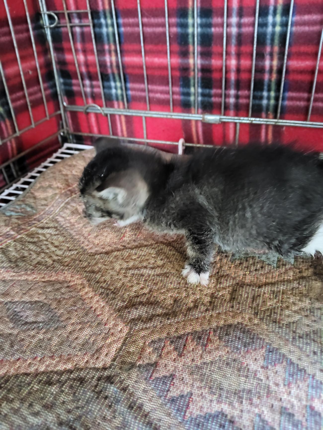 (사)동물보호관리협회_448535202501564