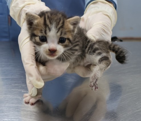 종료(자연사) 한국…