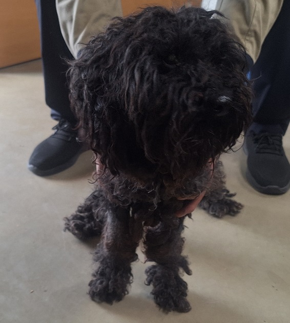 양구군유기동물보호소_442432202500125