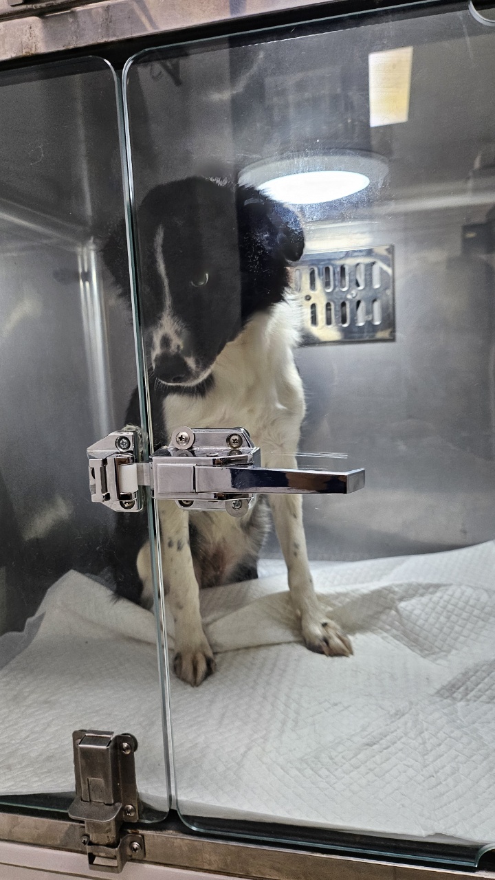 종료(입양) 보더 …