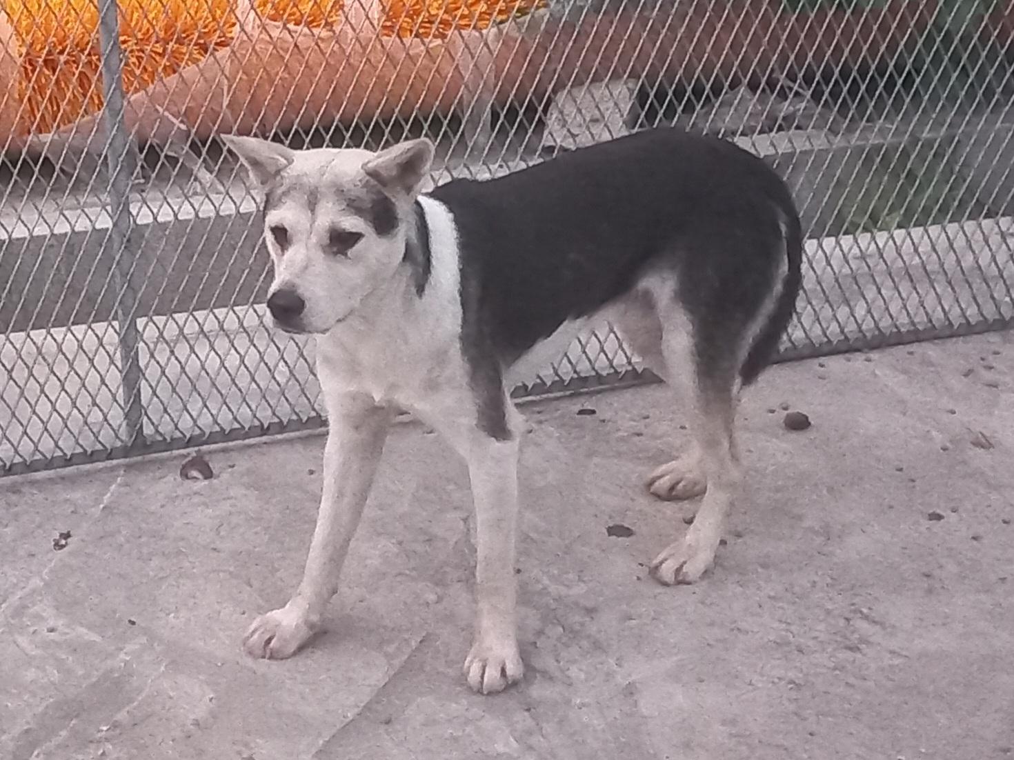 (사)동물보호관리협회_448535202501572