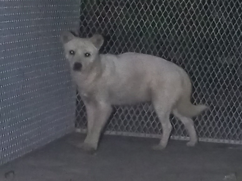 (사)동물보호관리협회_448535202501570