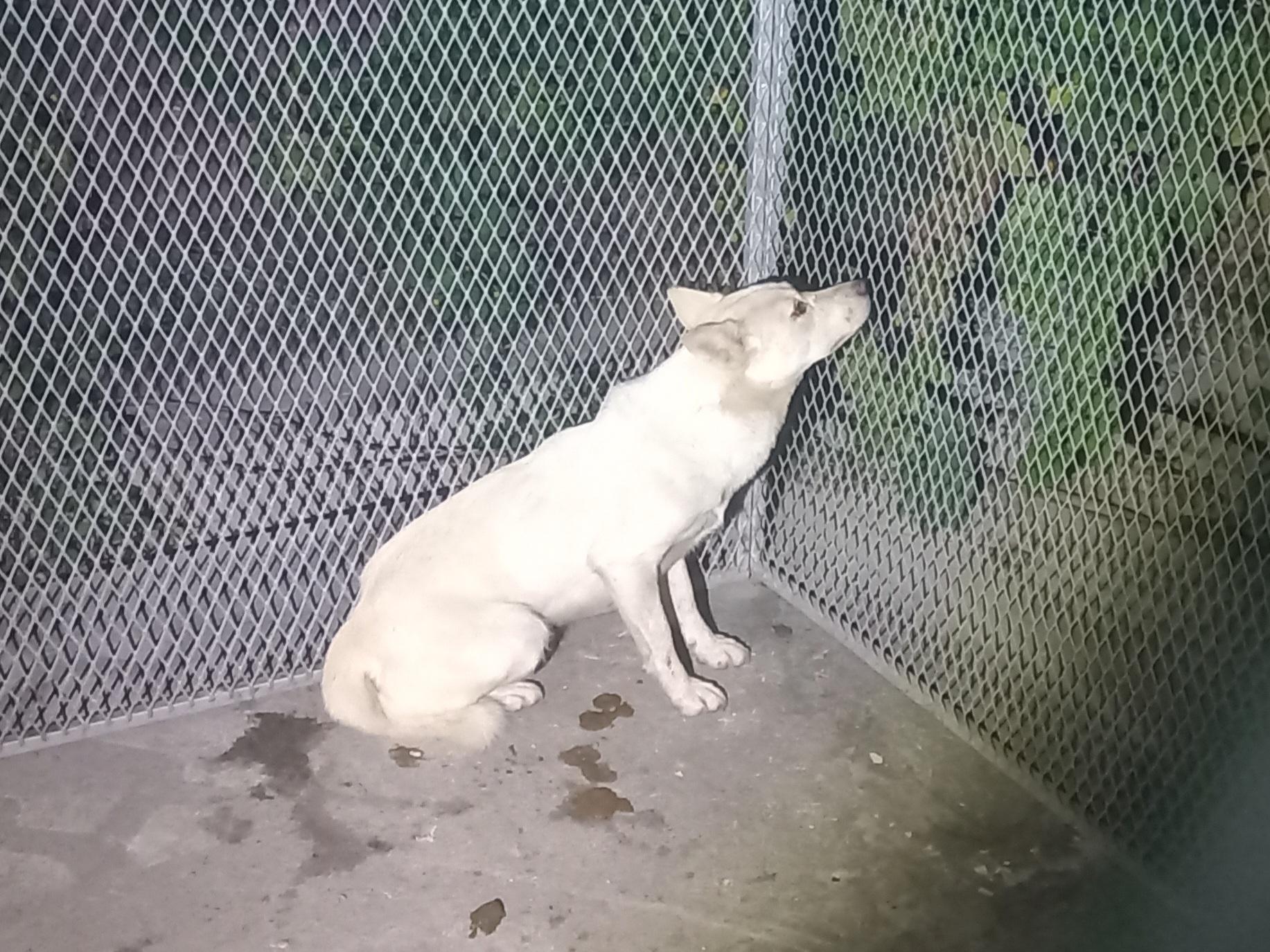 보호중 믹스견의 가…