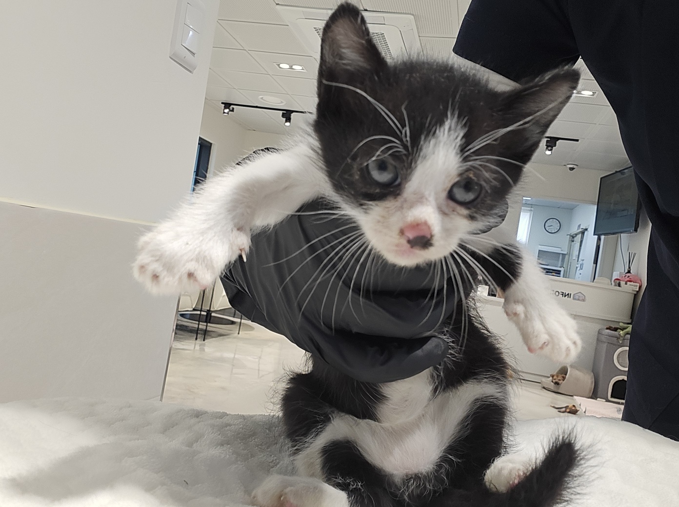 고양시동물보호센터_441394202502294