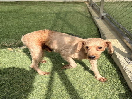 원주시동물보호센터_442419202500795