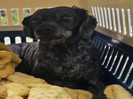 원주시동물보호센터_442419202500796