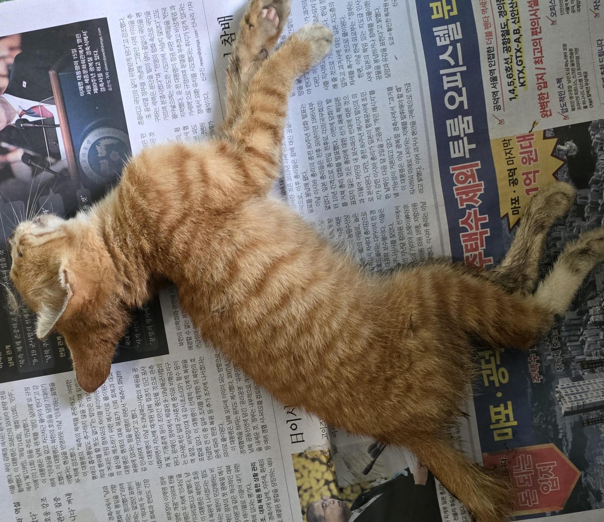 종료(자연사) 한국…