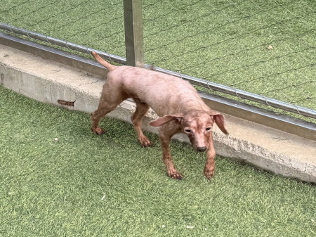 원주시동물보호센터_442419202500797