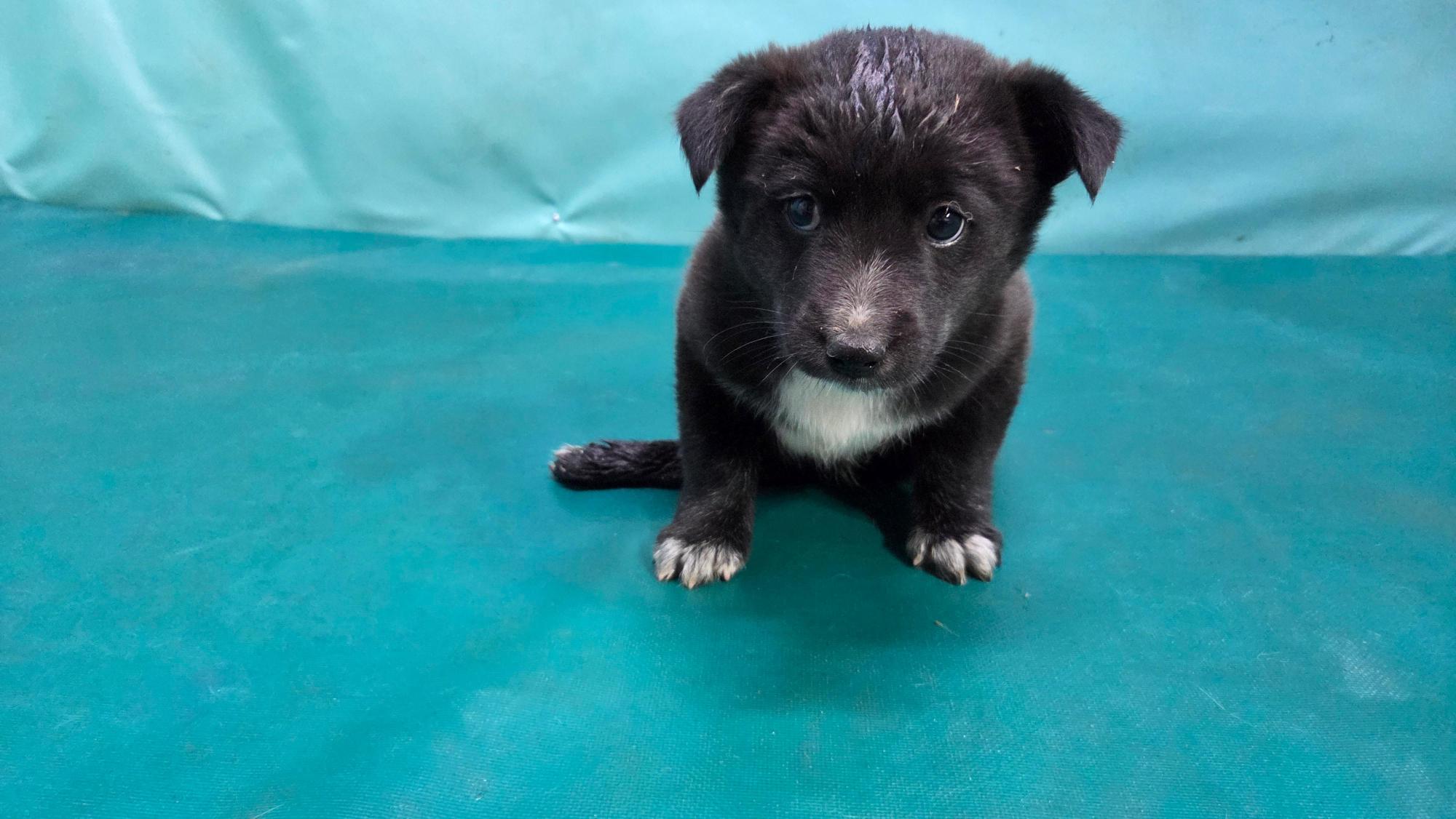 경산시유기동물보호소_447513202501272