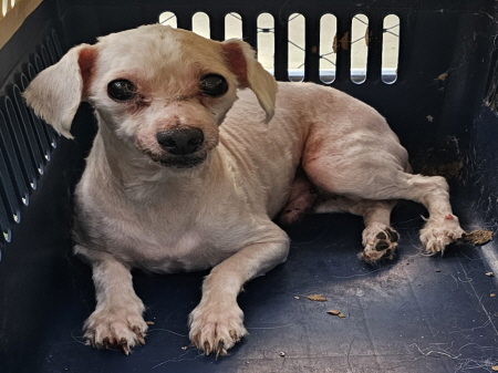 원주시동물보호센터_442419202500794