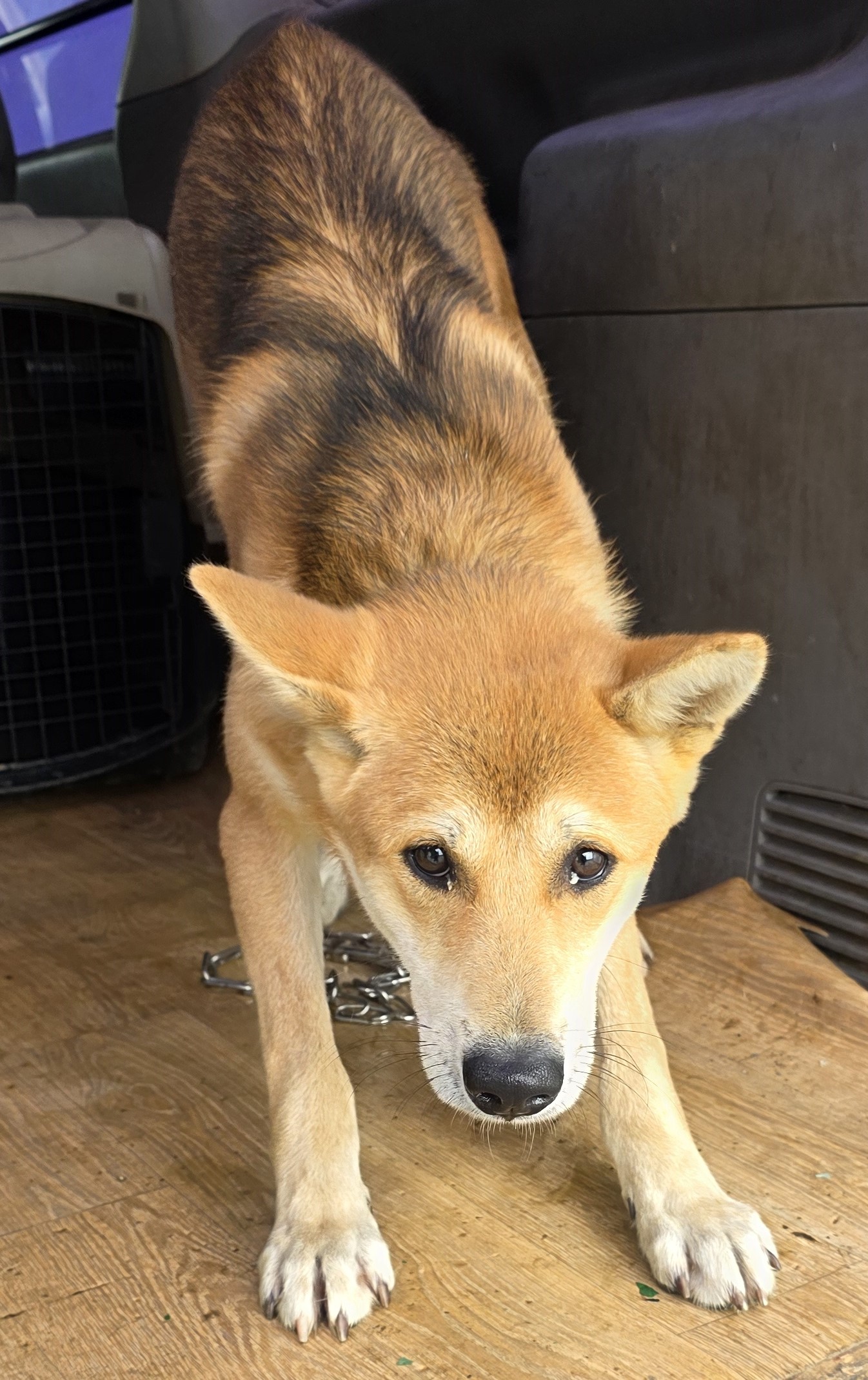 대구유기동물보호센터_427342202500828