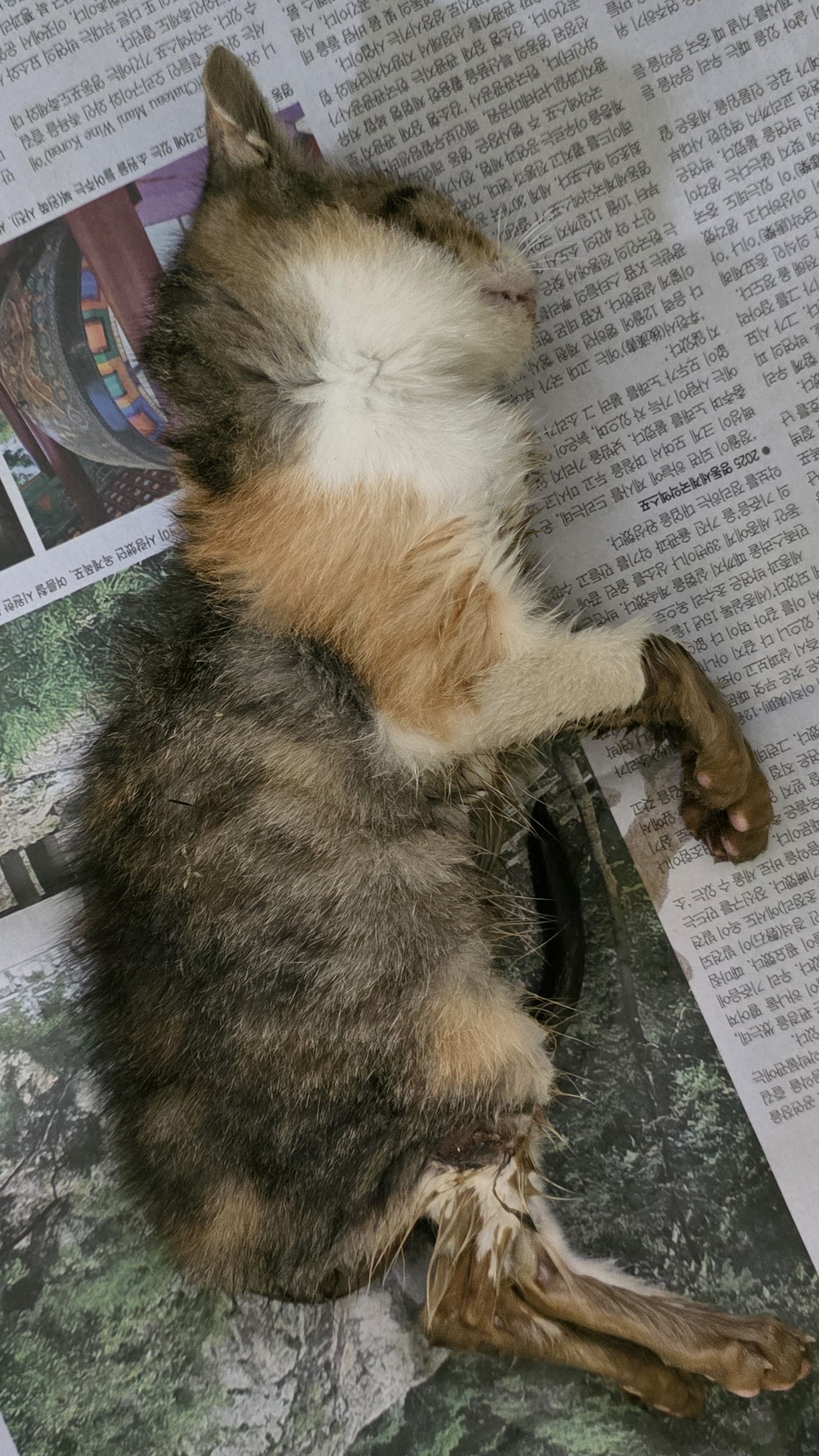 대구유기동물보호협회_427345202500649