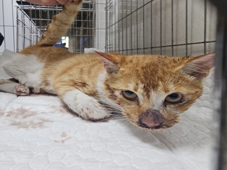 원주시동물보호센터_442419202500802