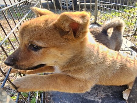 원주시동물보호센터_442419202500801