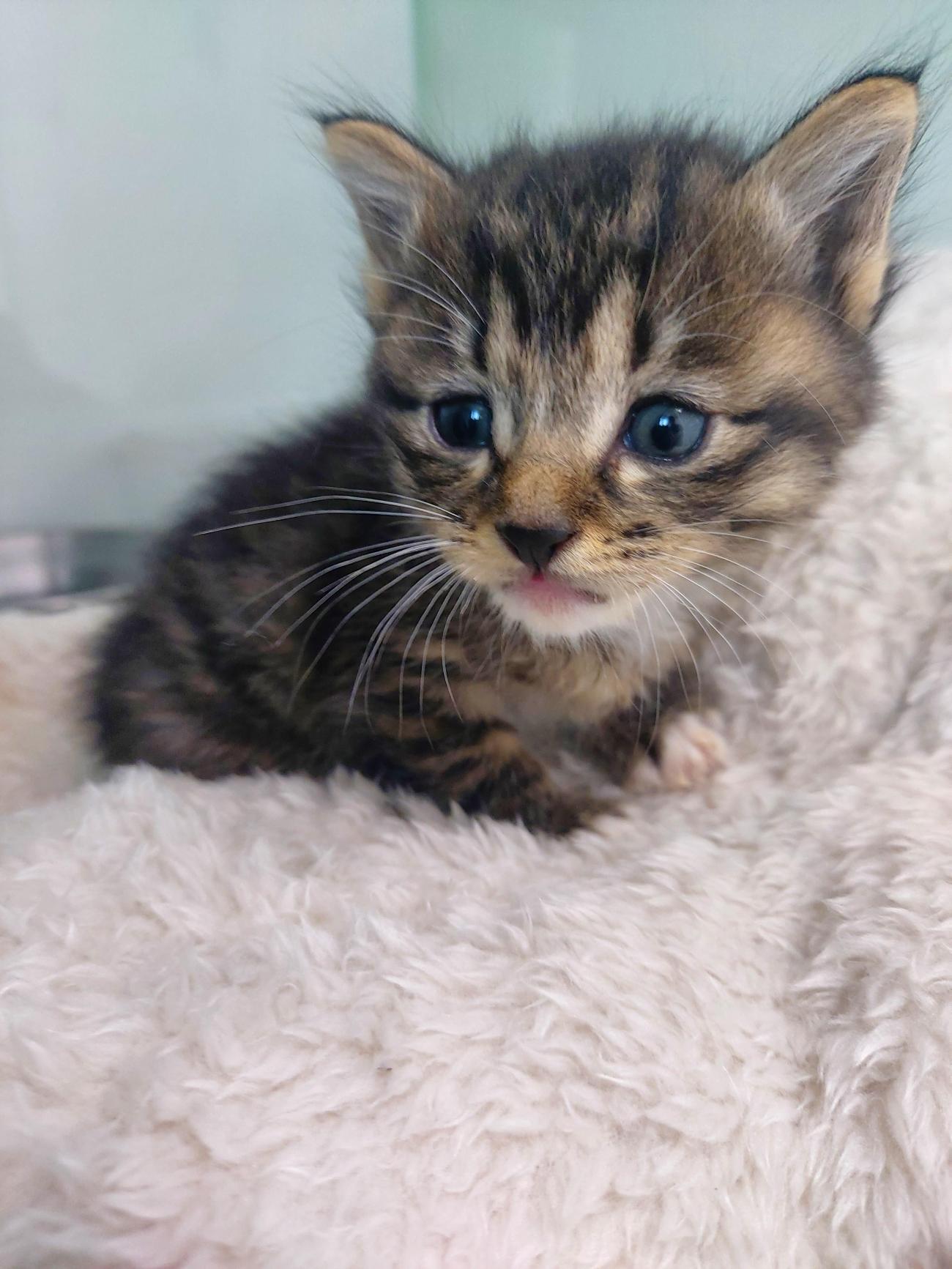 보호중 한국 고양이…