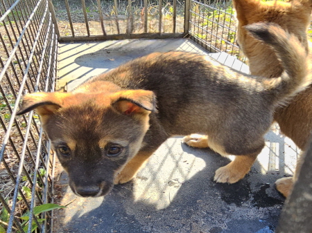 원주시동물보호센터_442419202500800