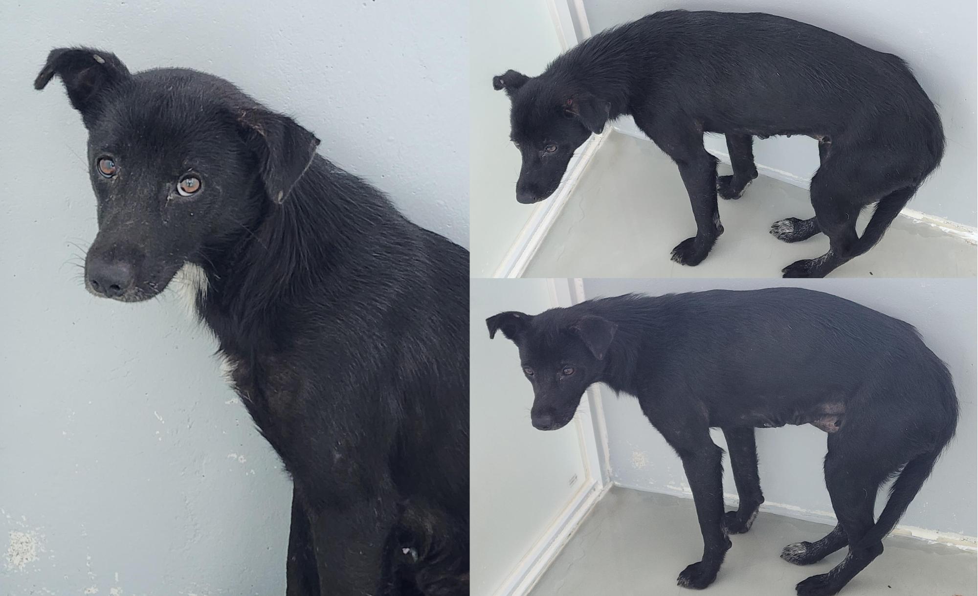 보호중 믹스견의 가…