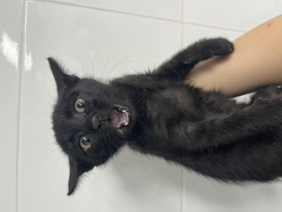 보호중 믹스묘의 가…