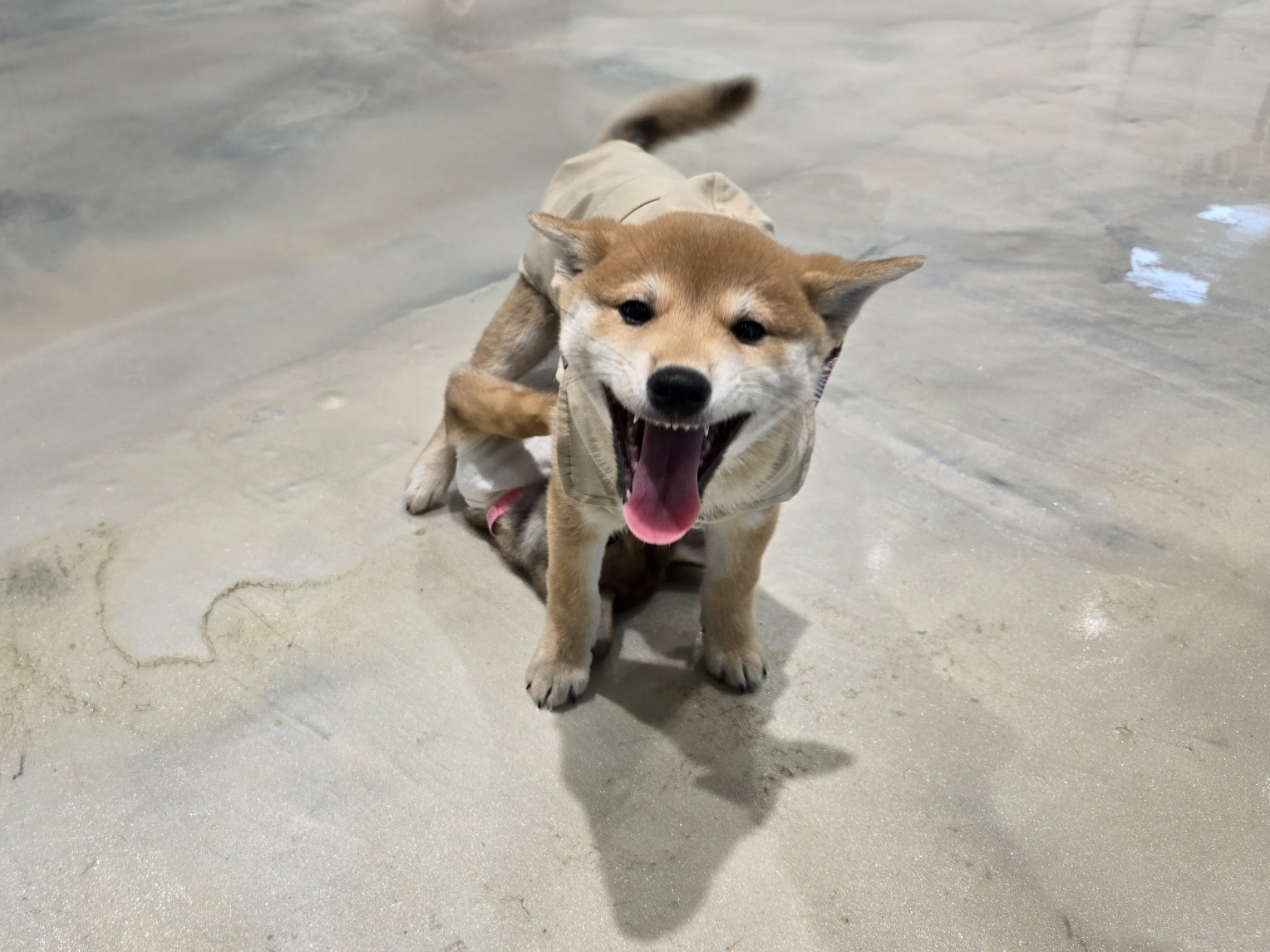 종료(입양) 시바의…