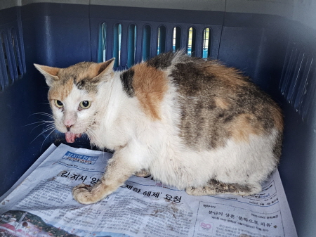 원주시동물보호센터_442419202500799