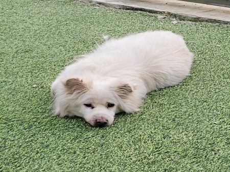 보호중 믹스견의 가…