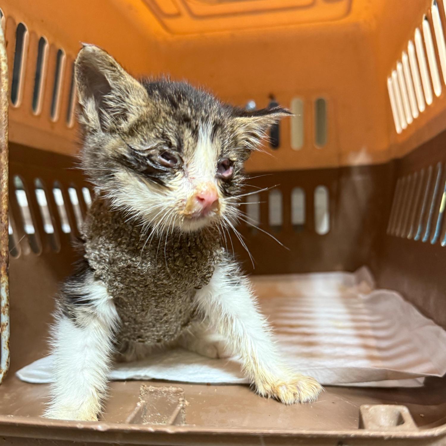 울산유기동물보호센터_431373202501605