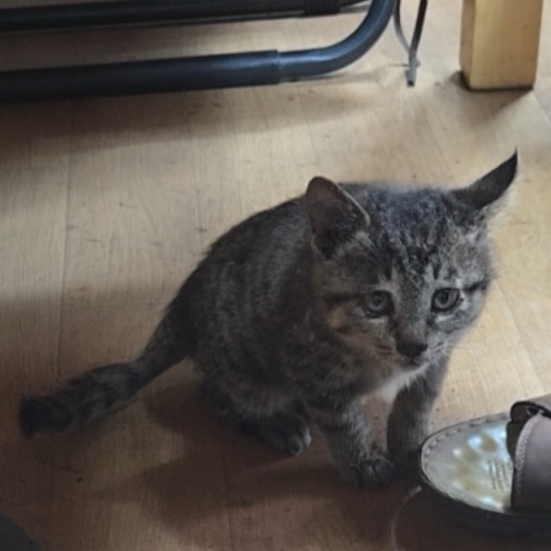 울산유기동물보호센터_431373202501604