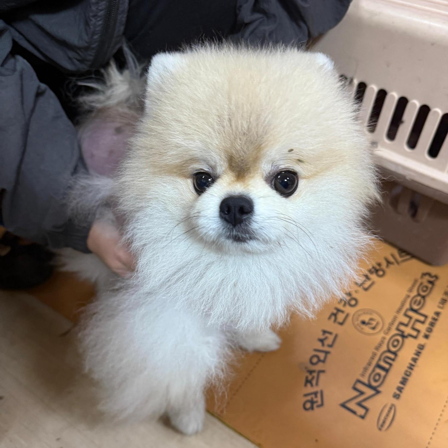 보호중 포메라니안의…