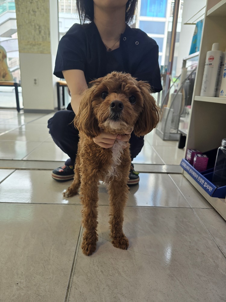 종료(입양) 믹스견…