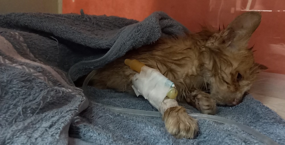 산타클라라동물병원_431369202500715