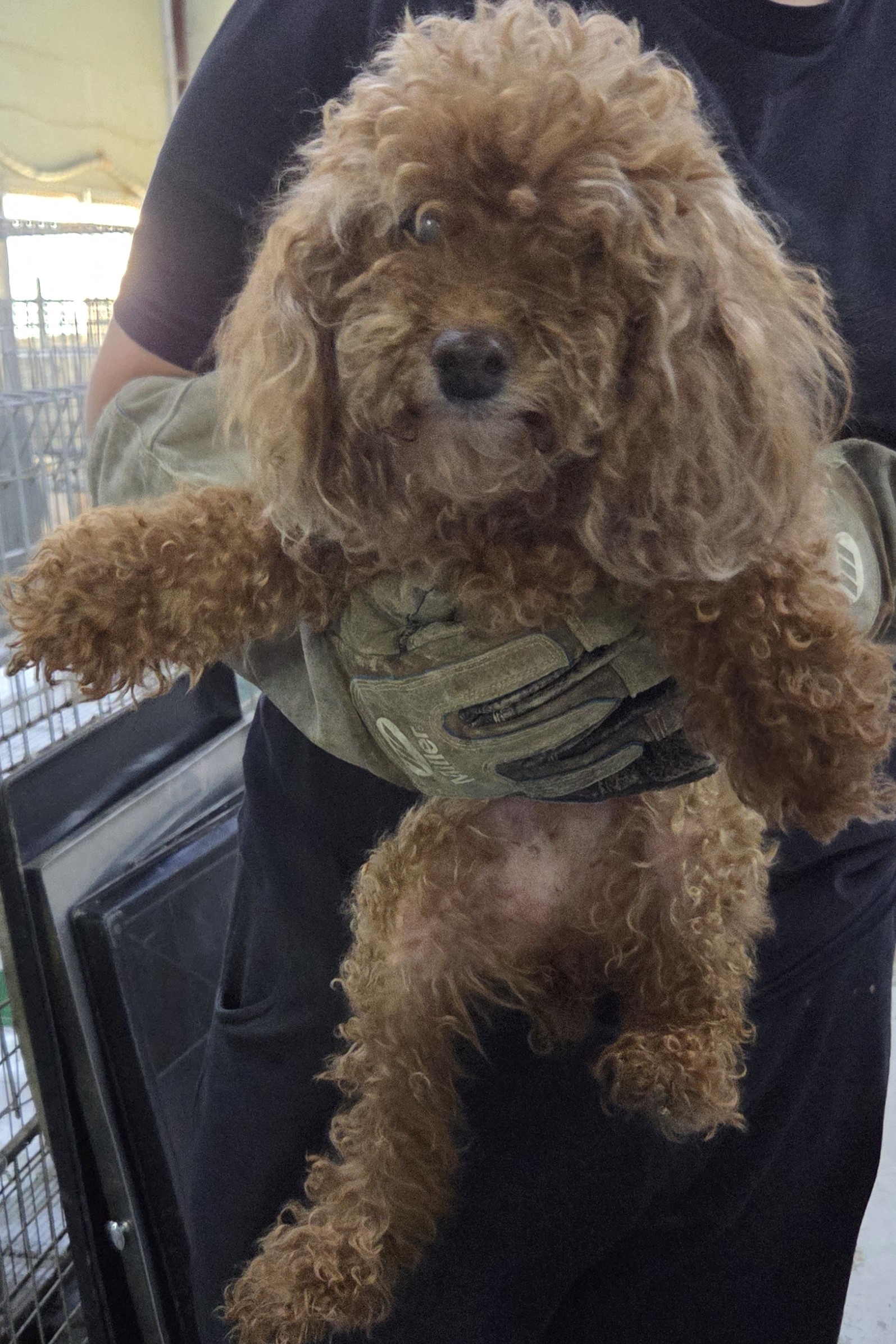 보호중 푸들의 가족…