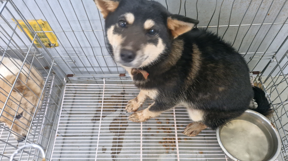 보호중 믹스견의 가…