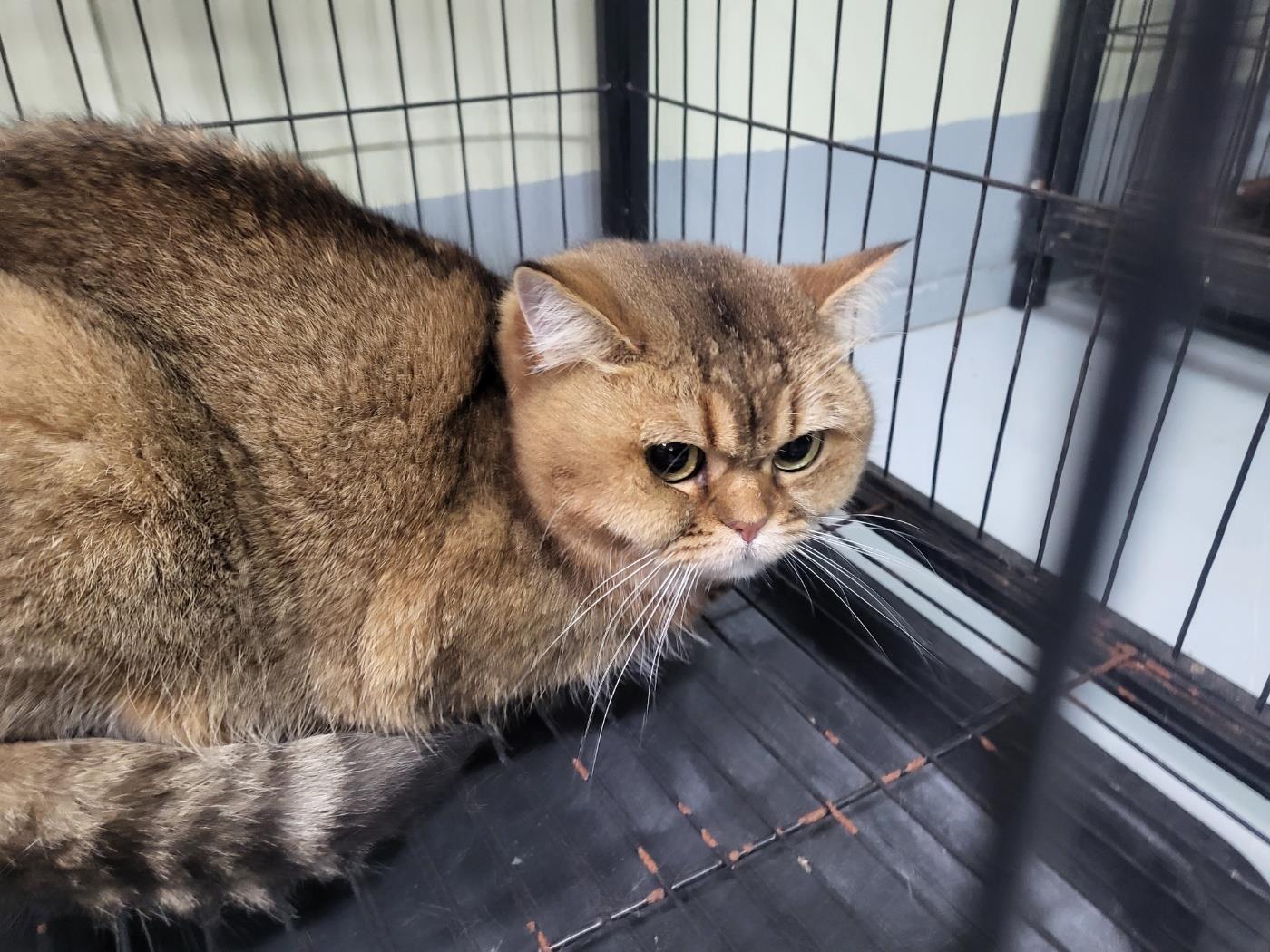 보호중 믹스묘의 가…