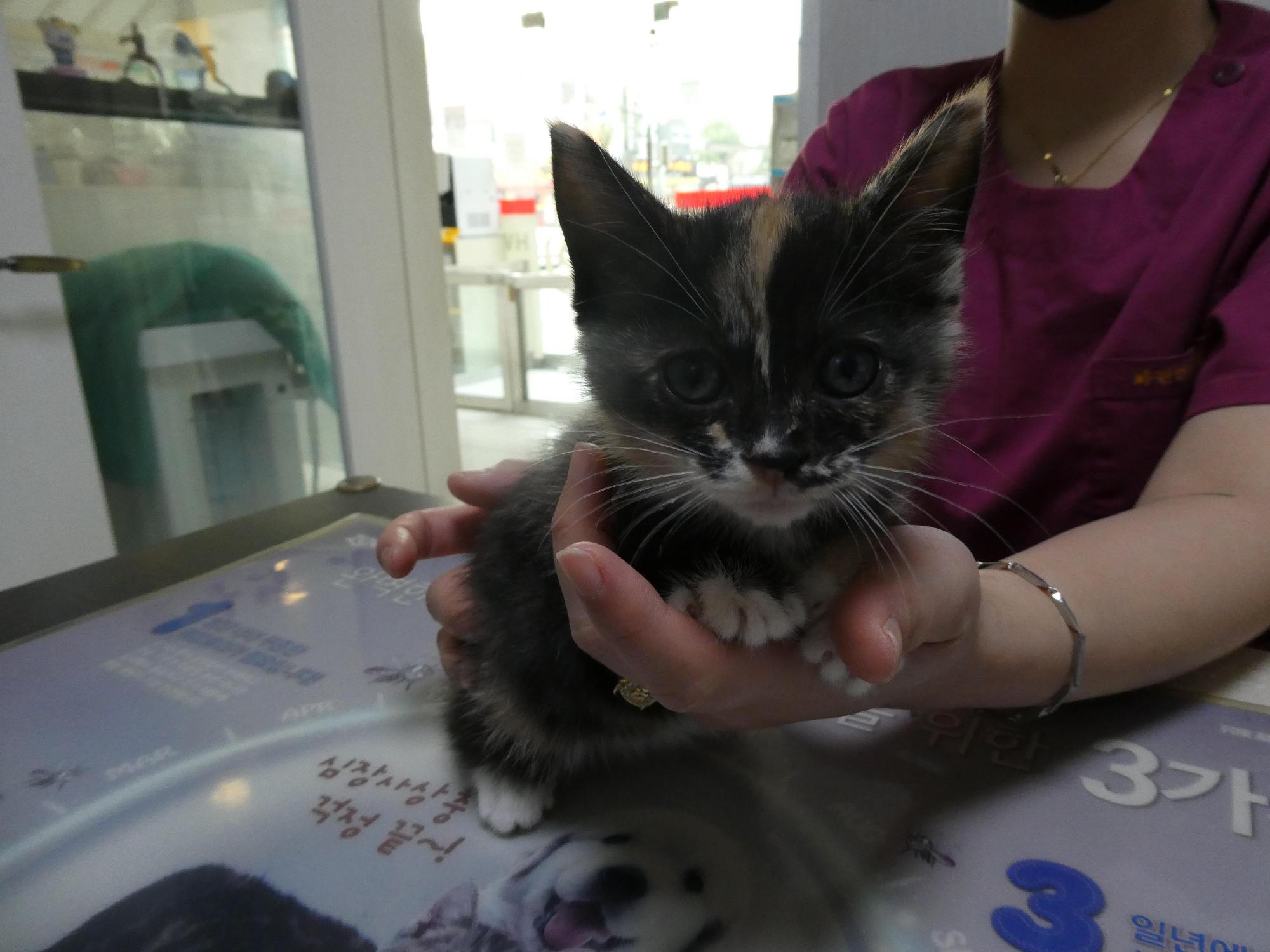 화원연합동물병원_427348202501076