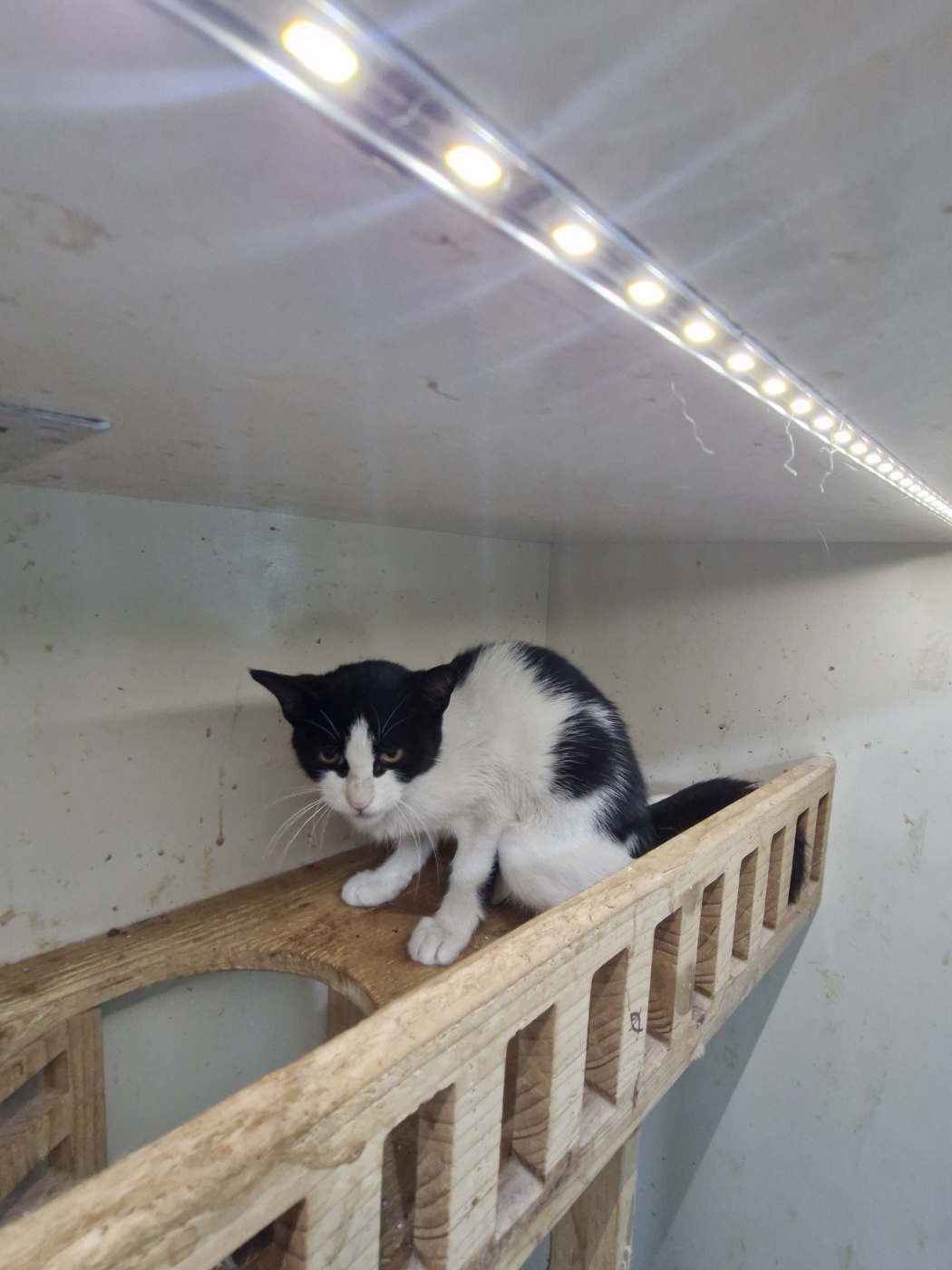 보호중 한국 고양이…