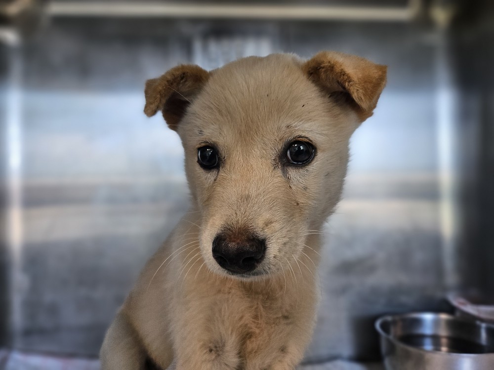 보호중 믹스견의 가…