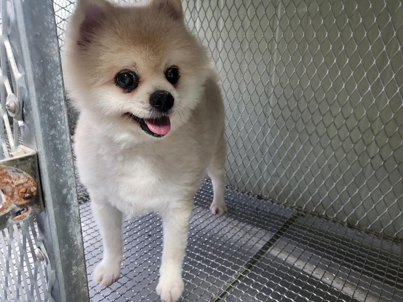 종료(기증) 포메라…