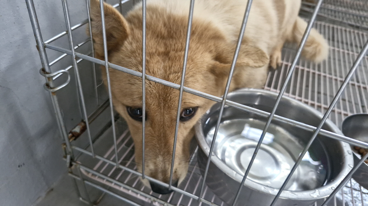 보호중 믹스견의 가…