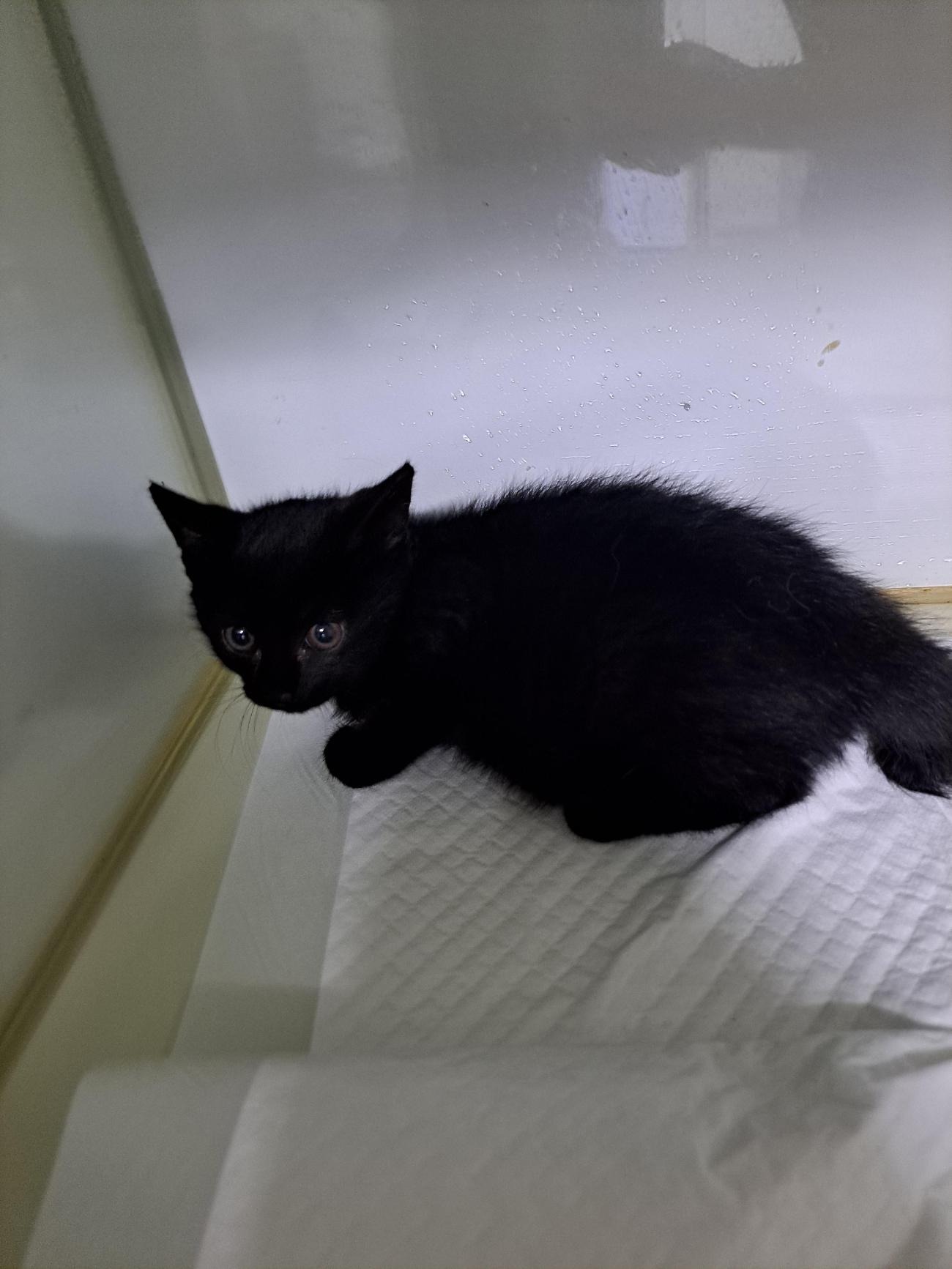 종료(입양) 한국 …