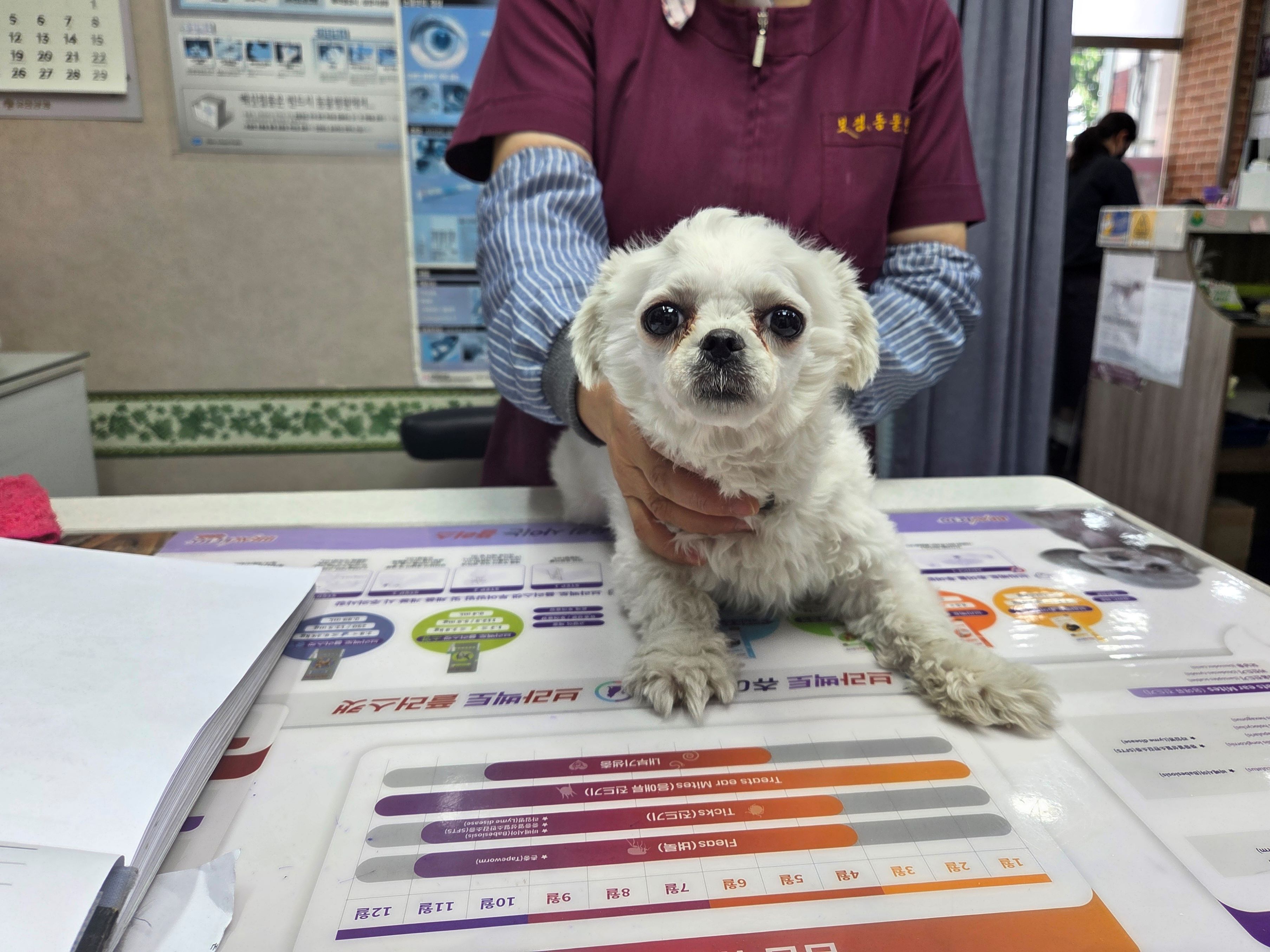 종료(입양) 말티즈…