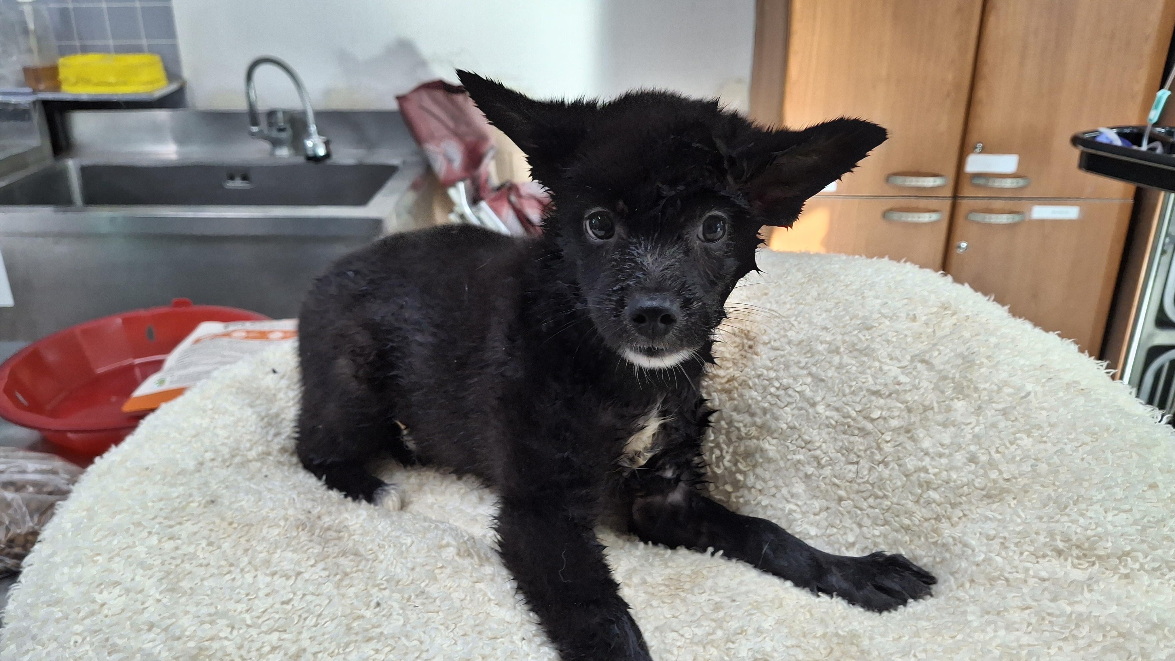 보호중 믹스견의 가…