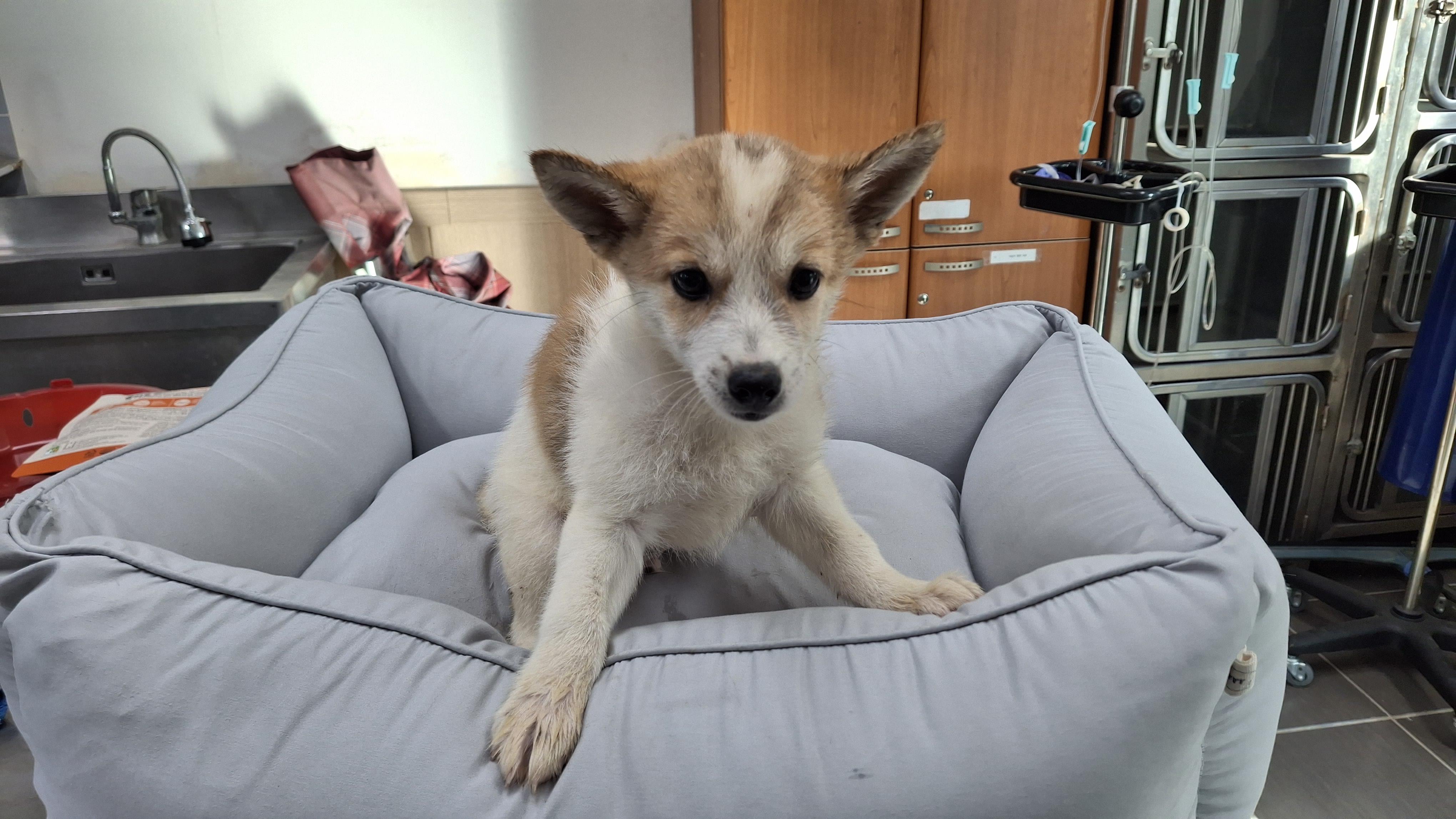 보호중 믹스견의 가…