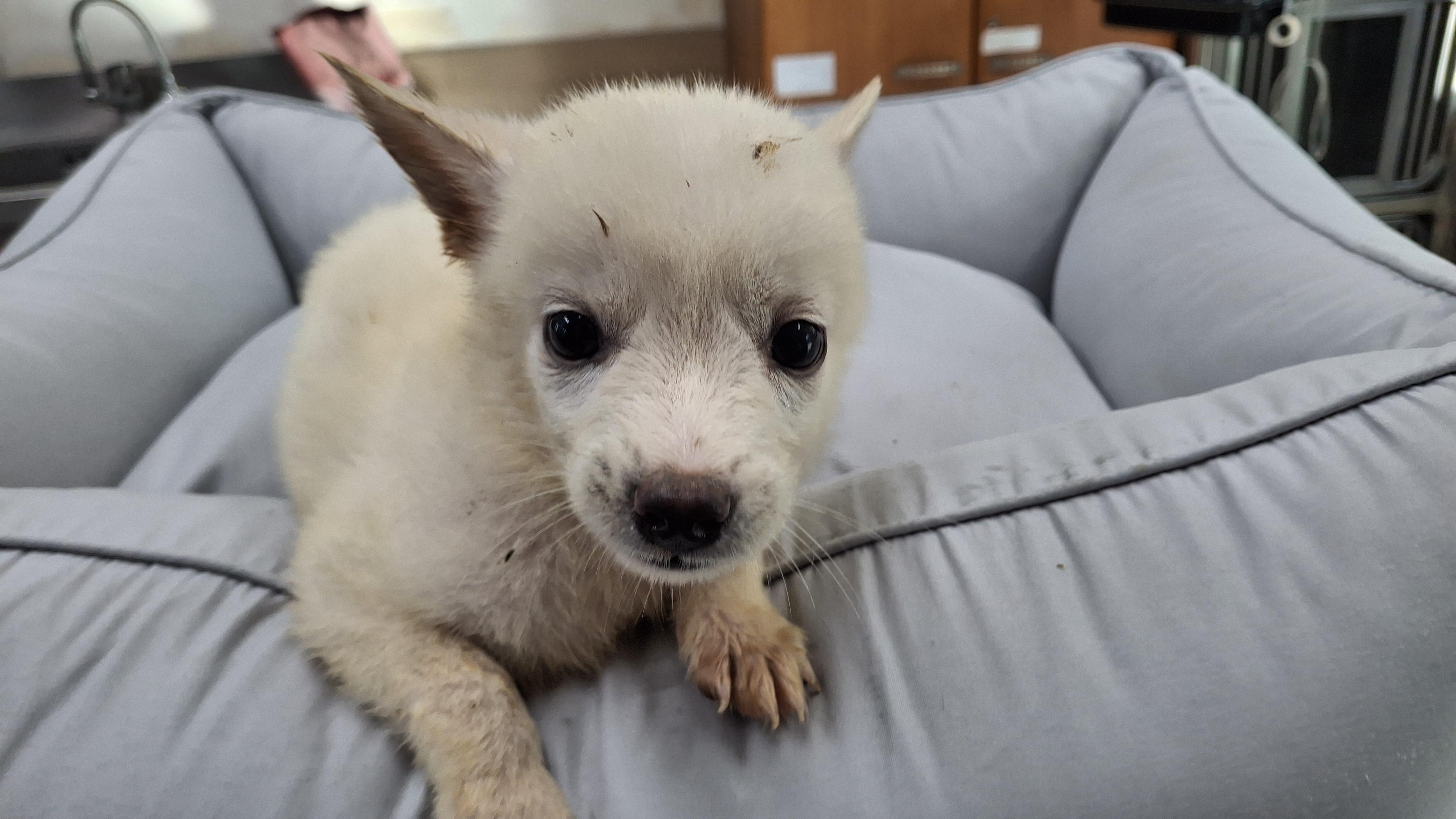 남부여동물보호소_444457202500601