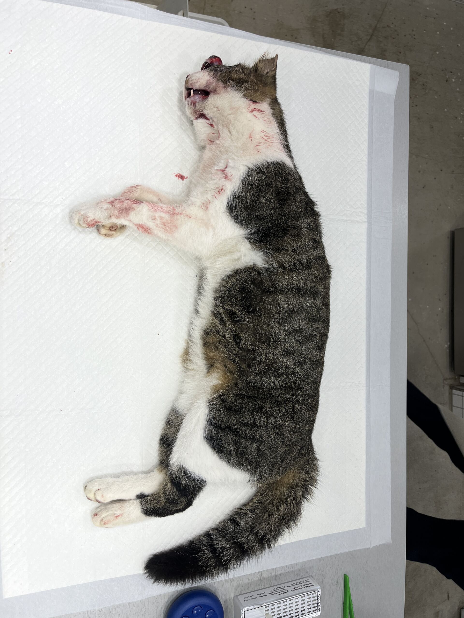 디디동물병원_428357202501434