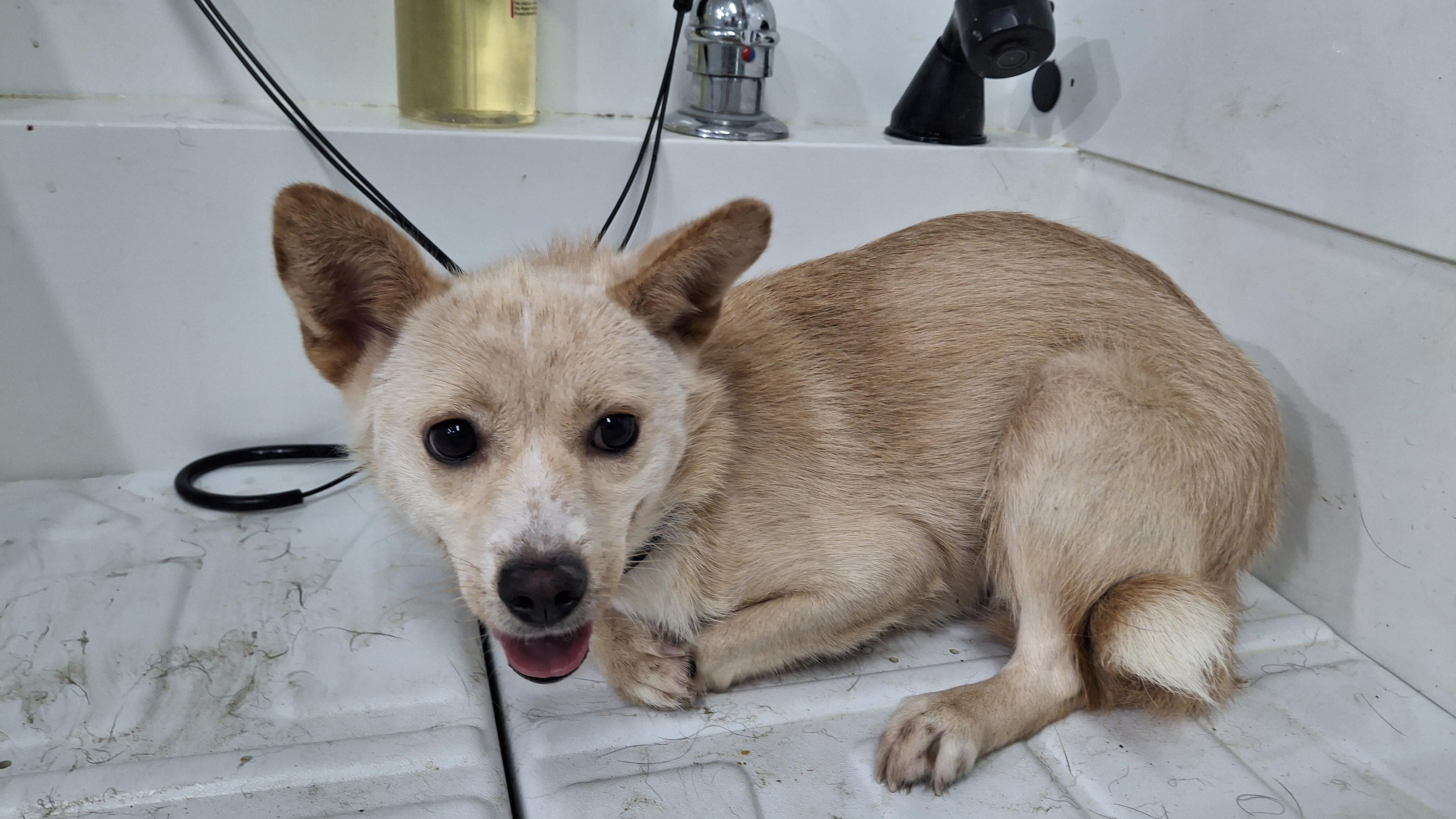 보호중 믹스견의 가…