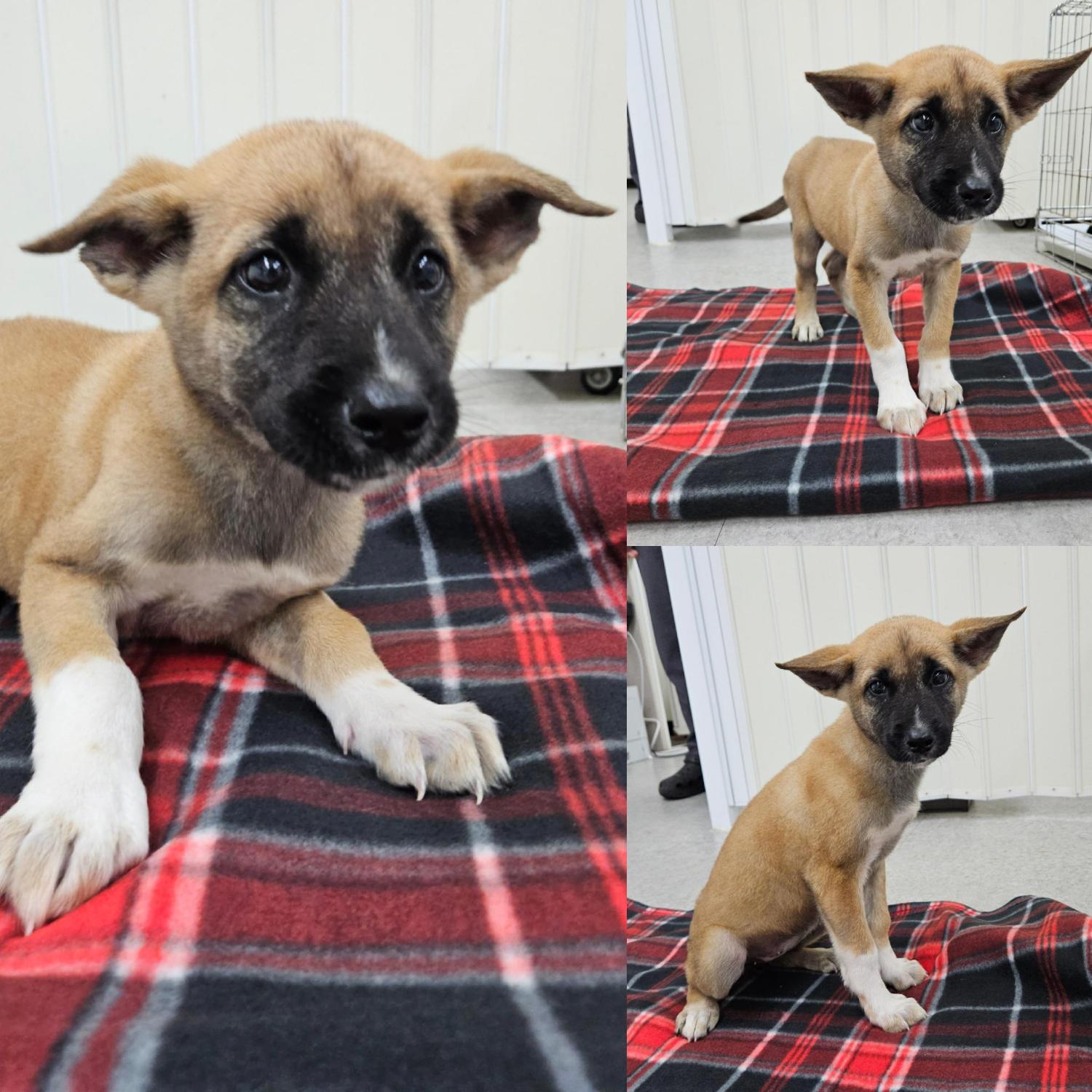 종료(입양) 믹스견…