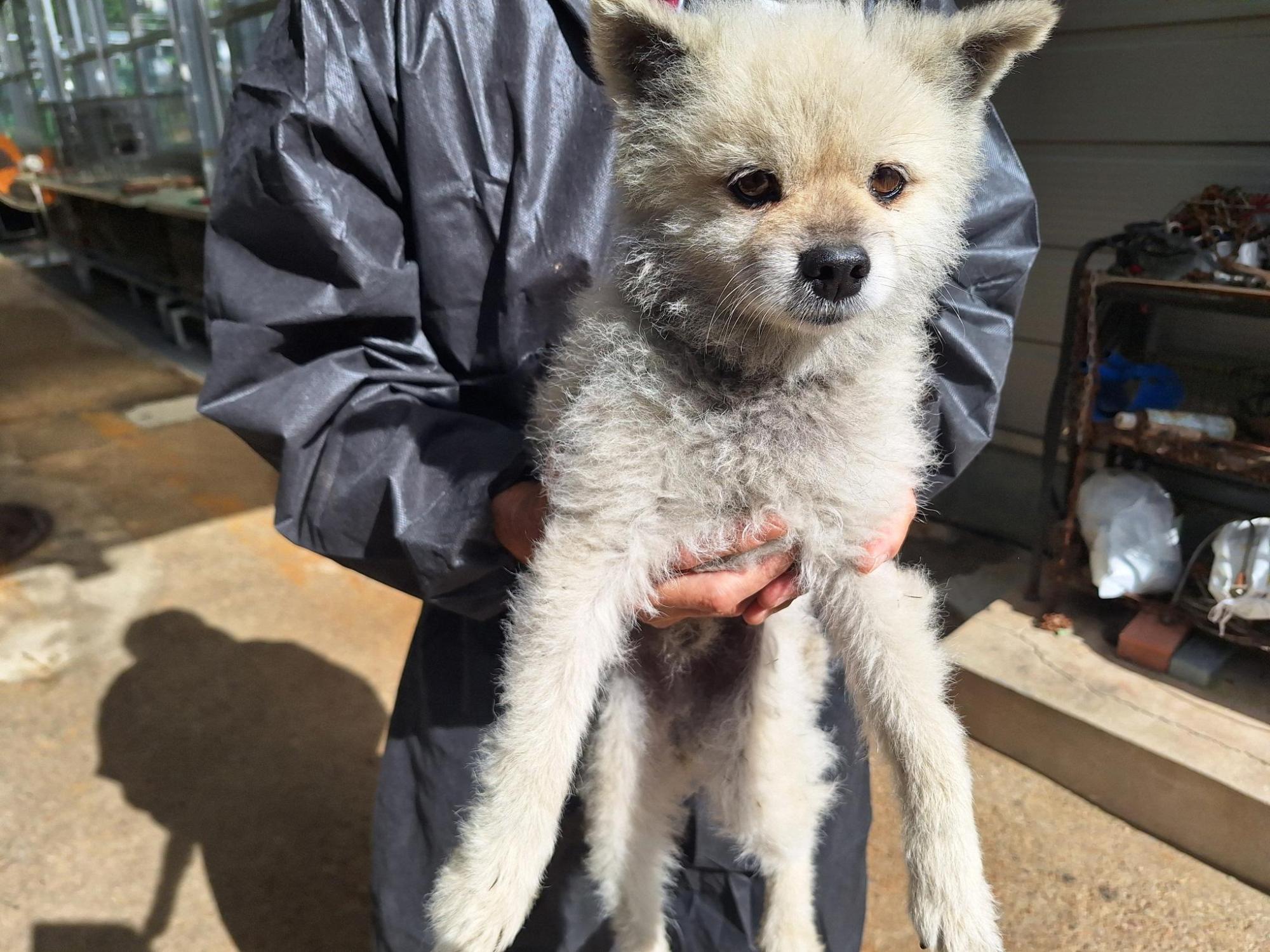 보호중 포메라니안의…