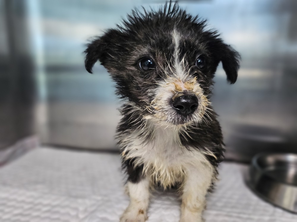 광주동물보호센터_429361202500644