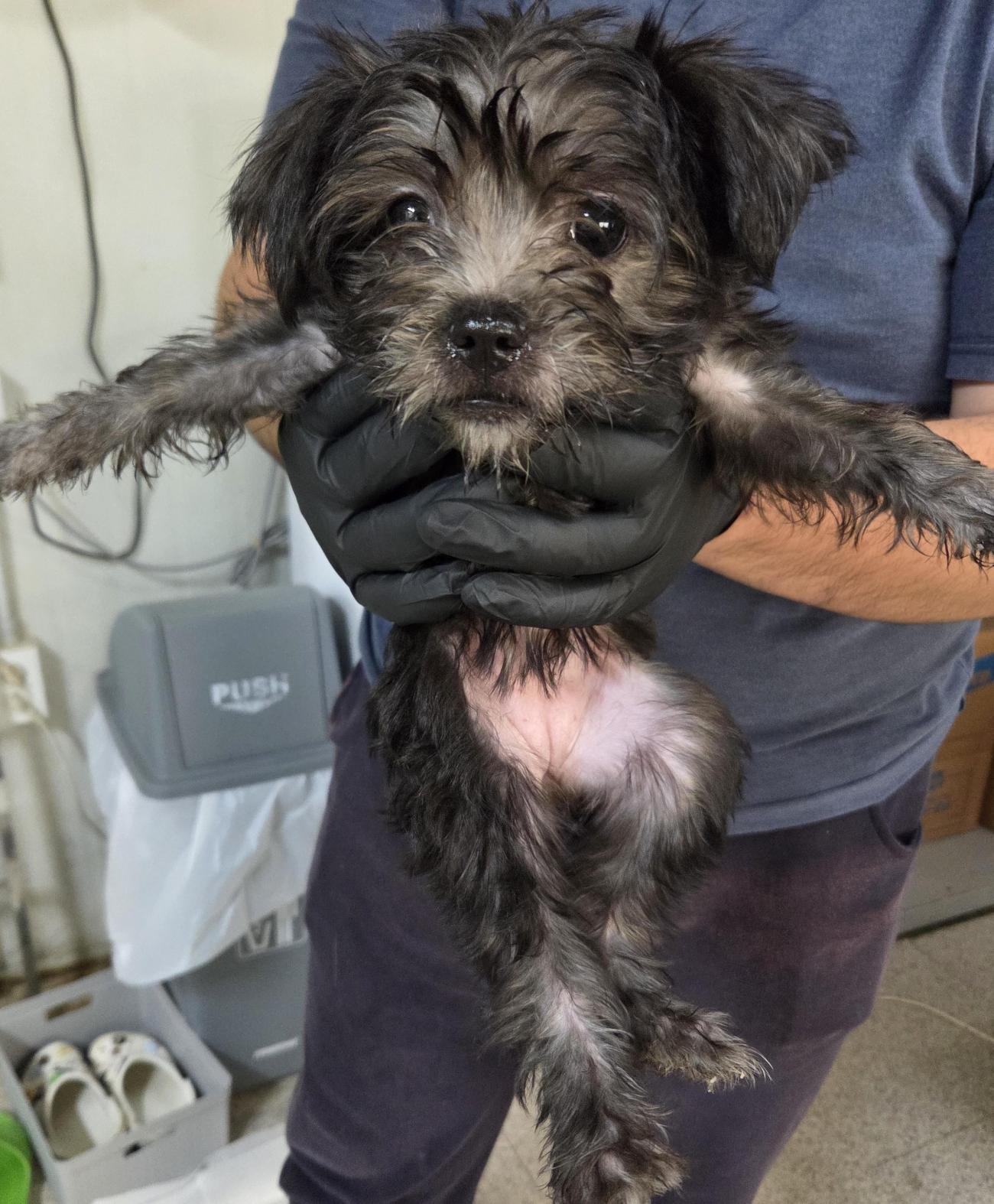 종료(기증) 푸들의…